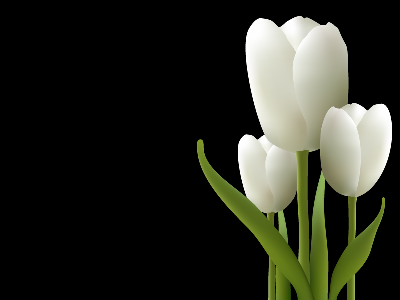 free vector White tulips vector